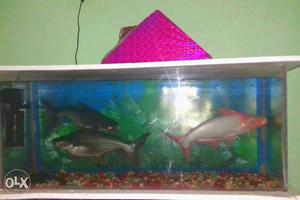Two Black And One Pink Scale Fish