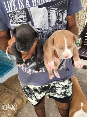 Two Black And Tan Pitbull Puppies