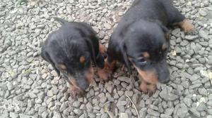 Two Black-and-brown Dachshund Puppies