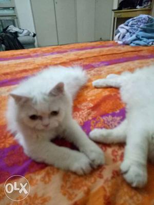 Two Long Furred White Cats