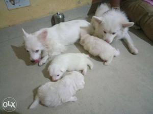 Two White Short Coat Dogs With Puppy Litter