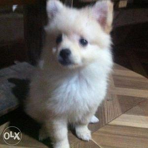 Two female pomeranian dogs for sale,foreign