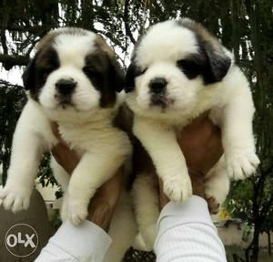 Wardha:-i Cash On Delivery Dog Puppies