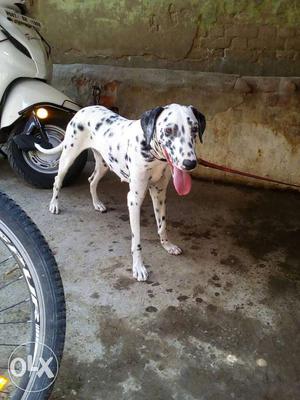 White And Black Dalmatian
