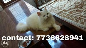 White Persian cat for sale