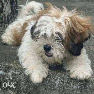 White, Tan, And Black Long-coat Puppy