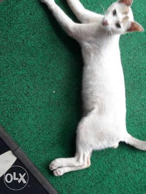 White tubby cat.good item freindly with us.its a good cat