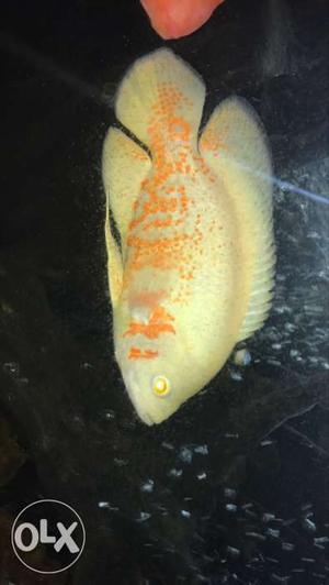 Yellow With Orange Oscar Fish