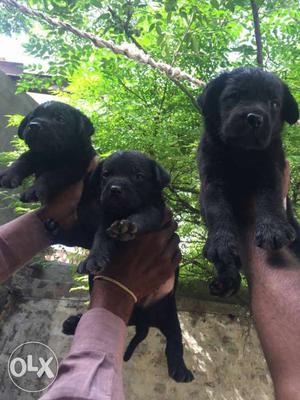 Z Black Pups Of Labrador Retriever
