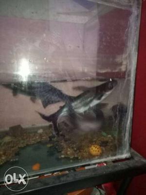 Gray And Black Fishes shark fish big size 3fishes