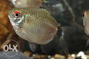 Jumbo Redeye tetra fish