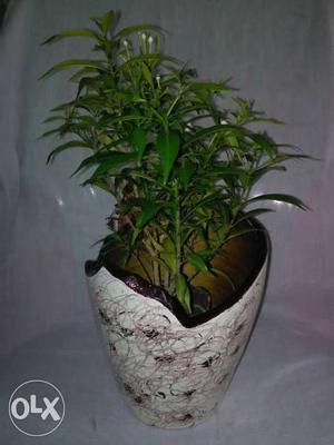 Green Indoor Potted Plant