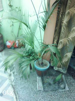 Green Palm Plant With Brown Pot