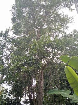 Mangium wood for sale huge and tall 40