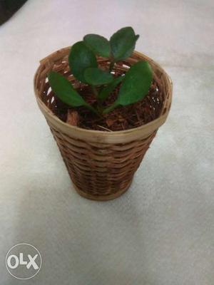 Eco friendly plant