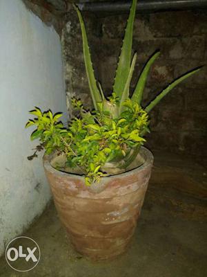 Green Aloe Vera Plant In Pot
