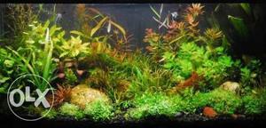 I want to sell my aquarium