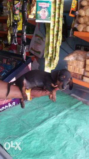 Black Dachshund Puppy