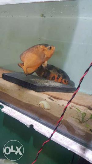 Breeding pair oscar fish... size of fish 1fet the