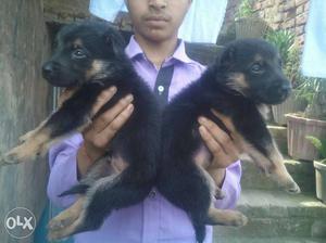 Brown And Black German Shepherd Puppies