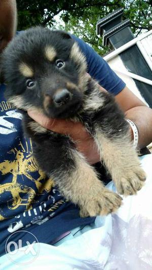 Brown, And Black German Shepherd Puppy