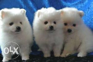 Dogs pups labre,pomerian,pug,lhasa avalable dog