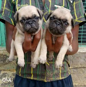 Fawn Pugs available