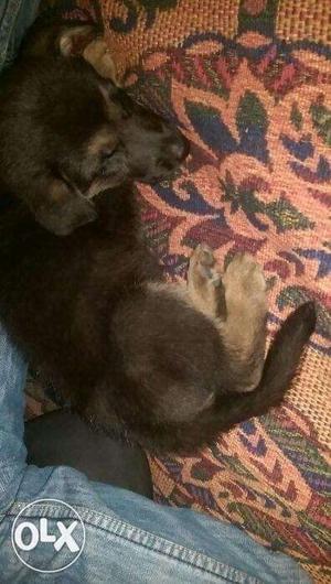 German shephard female puppy Only 2month Price