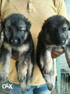 German shepherd female and male  Rupees only.