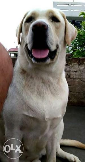 Heavy Lab Female For sale 1 tym delivery