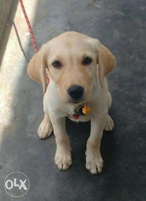 Just 2 months old Labrador female Pup with