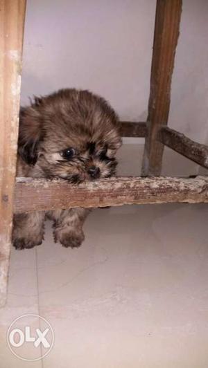 Lhasa apso male 2 months old playfull puppy