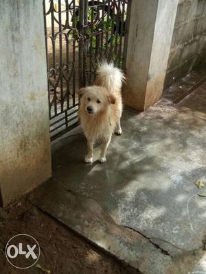 Medium-size Long-fur Tan And White Dog