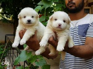 Pomerian puppies available at paws n claws