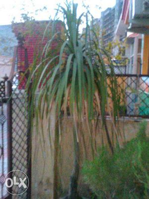 Pony Tail Palm height 8ft