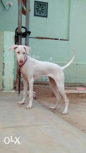 Rajapalayam female available