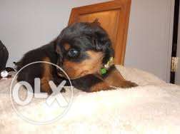 Sweet kennel;-Punch face rott puppy available at very