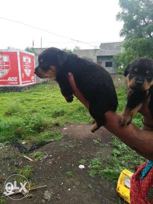 Two Black-and-brown Rottweiler Puppys available