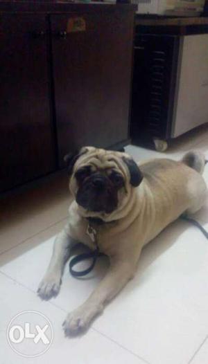 1. 5yrs old male pug dog for sale.. it can