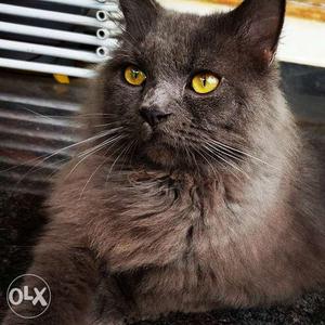 1 year old male SIBERIAN CAT with grooming kit and