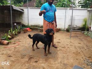 1 year old show quality male Rottweiler..