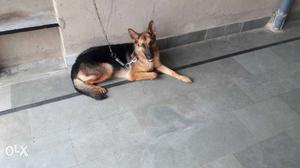 10 months old German female for sale contact by