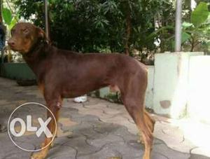 2.5 yr old Male pure breed Doberman for sale