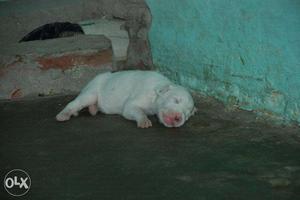 2 Pitbull Females 21 days old White colour