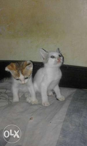 2 cute cat only450
