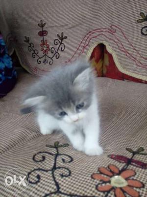 2 months old grey & white Chinese kitty