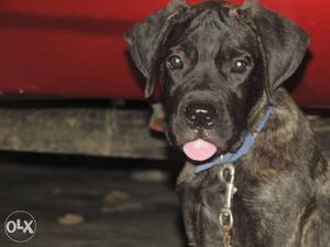 2 months old male brindle bull mastiff.