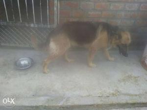 2 yrs Gsd femal for sell