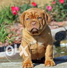 20 and 22 nail puppy for sell french and bull mastiff
