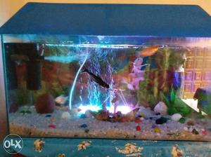 2'6" X 1 X 1'6" Aquarium with all acessories, without